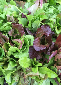 Lactuca sativa 'Wild Garden Mix'